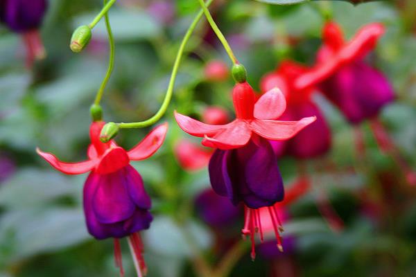 宝莲灯花怎么浇水 宝莲灯花叶子发黄怎么办