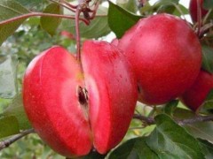 红肉苹果市场价格多少钱一斤,红肉苹果好吃吗