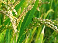 水稻复合肥哪种比较好,水稻追肥的最佳时间