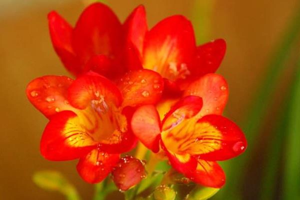 唐菖蒲图片大全 唐菖蒲花语及寓意 唐菖蒲有哪些品种