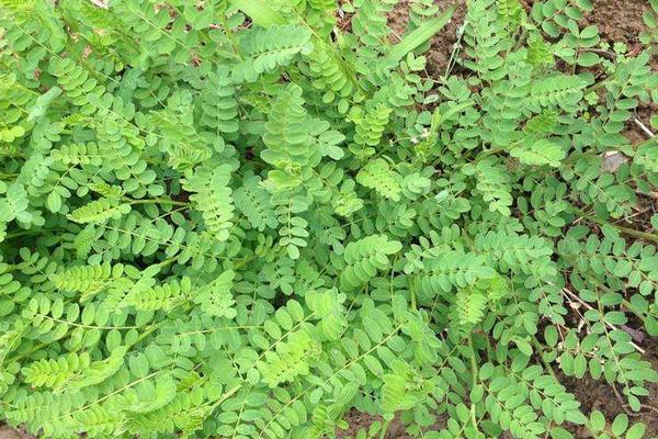 黄芪种植条件，要求土壤肥沃且排水性好