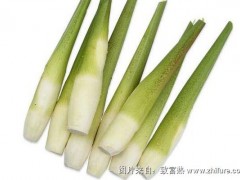 2018种茭白赚钱吗?茭白种植的利润与投资成本及前