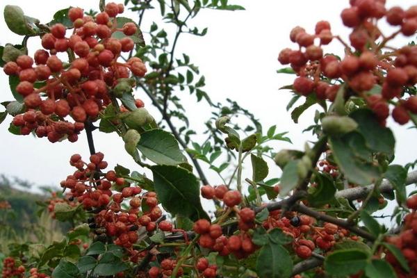 2018种花椒赚钱吗？花椒种植的利润与投资成本及前景预测