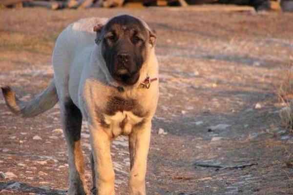 坎高犬市场价格多少钱一只 坎高犬的性格特征