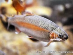 最新科学虹鳟鱼养殖技术