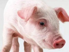 太湖母猪市场价格多少钱一斤,,怎样挑选品种好的