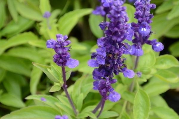 鼠尾草图片大全 鼠尾草花语及寓意