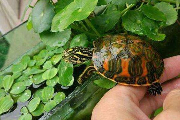 火焰龟市场价格多少钱一只 火焰龟怎么养