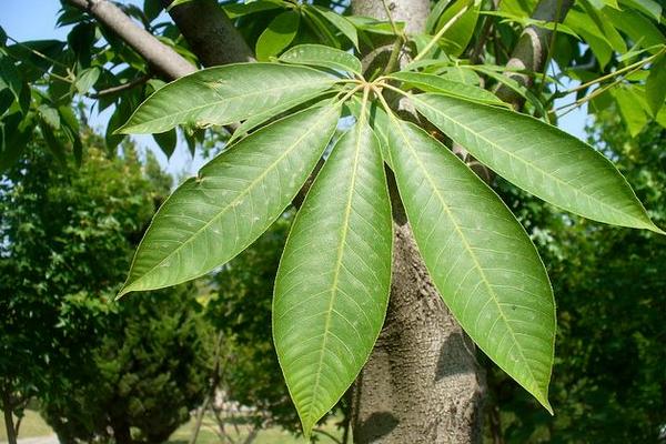 七叶树怎么种 七叶树种植方法与注意事项