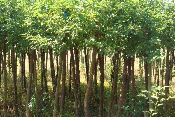 香樟树苗市场价格多少钱一棵 香樟树苗种植技术