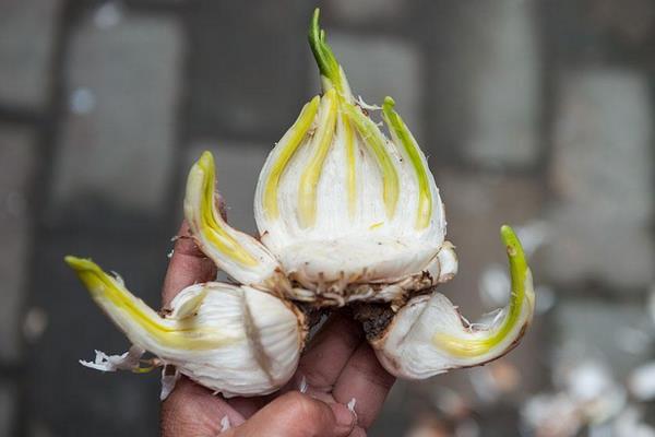 水仙花生长过程（图解） 水仙花什么时候种