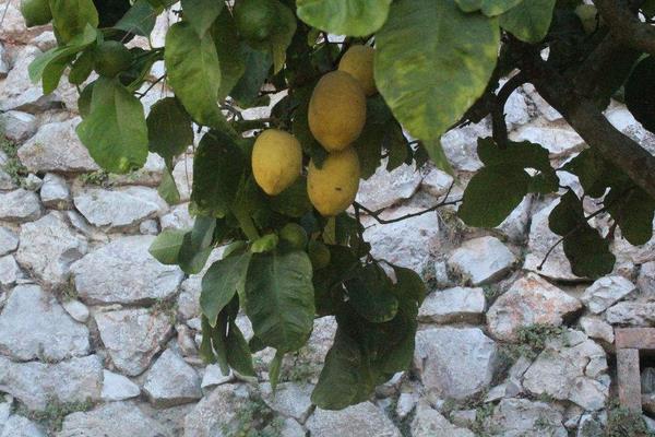 柠檬树有刺吗 柠檬树怎么修剪 柠檬树几年开花结果