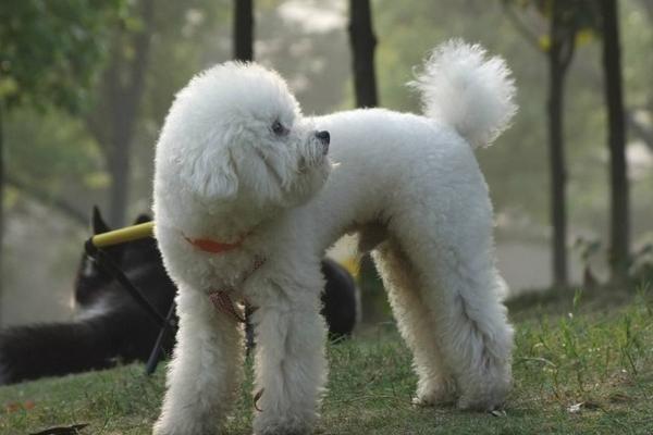 泰迪市场价格多少钱一只 小泰迪幼犬多少钱