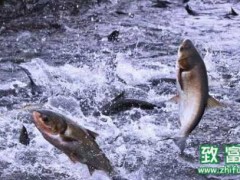 白鲢的营养价值和功效,白鲢的烹饪方法