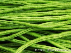 2018种豇豆赚钱吗?豇豆种植的利润与投资成本及前