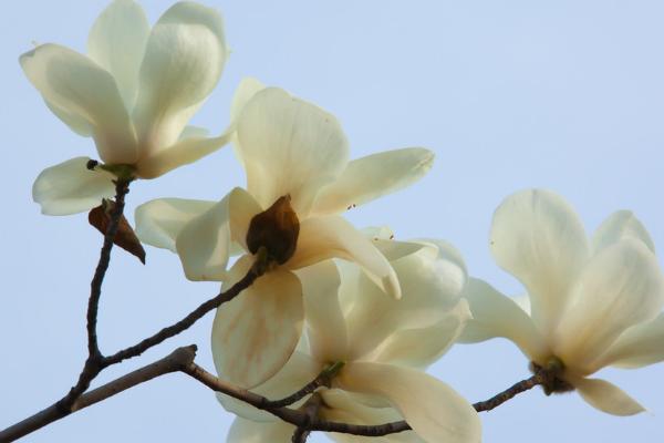 木兰花图片大全 木兰花花语及寓意 关于木兰花诗句有哪些