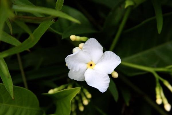 狗牙花图片大全 狗牙花花语及寓意