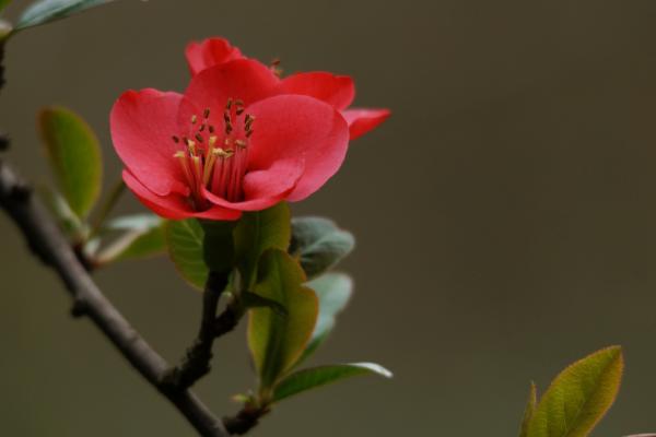 海棠花图片大全 海棠花花语及寓意 海棠花有几种（什么颜色）