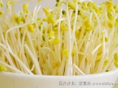 2018种豆芽赚钱吗?豆芽种植的利润与投资成本及前