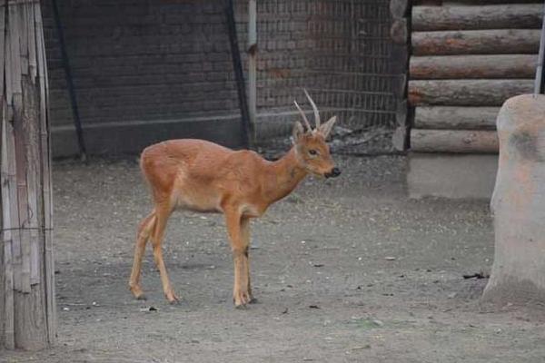 养殖狍子腹泻、肠炎防治