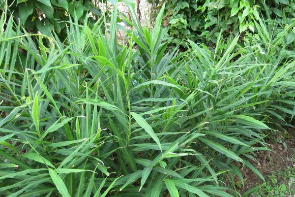 2018种生姜赚钱吗？生姜种植的利润与投资成本及前景预测