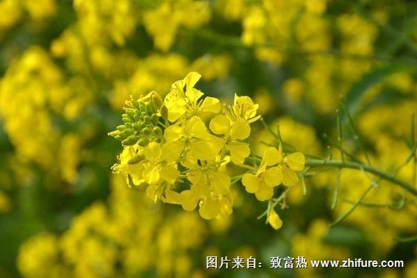 2018种油菜赚钱吗？油菜种植的利润与投资成本及前景预测