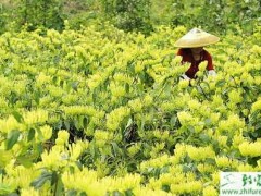 种金银花插条育苗的高产措施