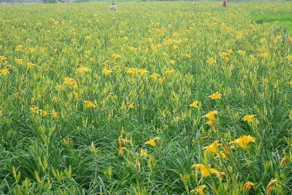 黄花菜采摘后怎么管理 黄花菜下雨天怎么处理