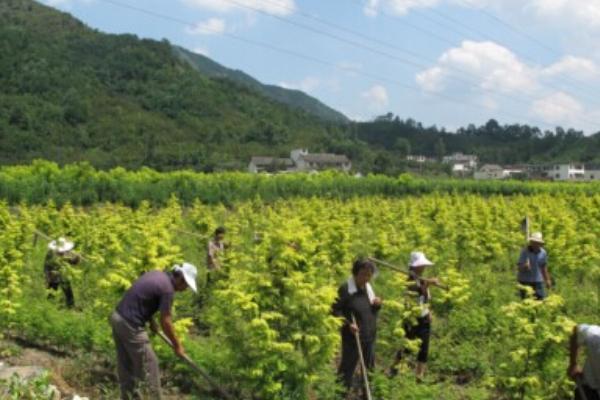 山茱萸种植技术 山茱萸的田间管理