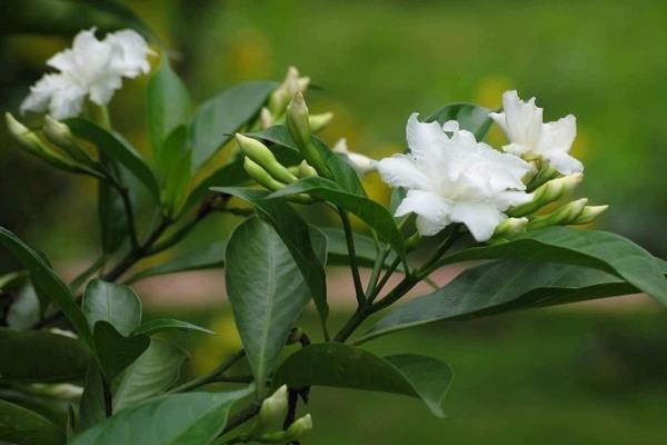 狗牙花怎么种 狗牙花种植方法与注意事项