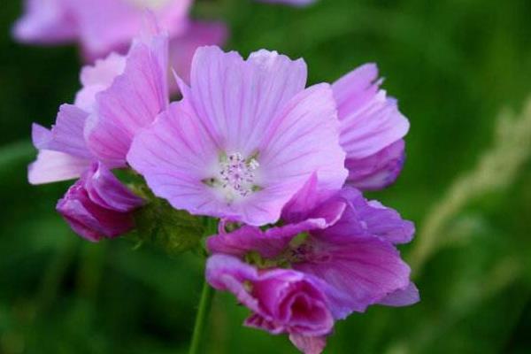 虎颜花可以做药吗 虎颜花药用价值