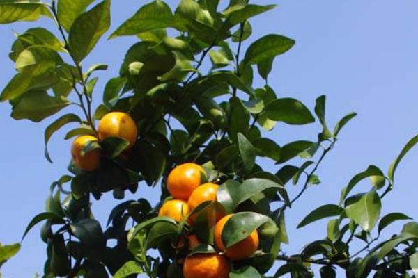 2018种砂糖橘赚钱吗？砂糖橘种植的利润与投资成本及前景预测