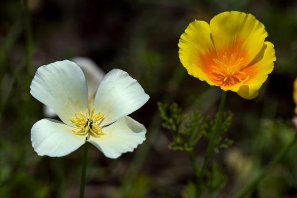 花菱草图片大全 花菱草花语及寓意