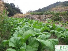 根芥菜的规范化栽培管理技术