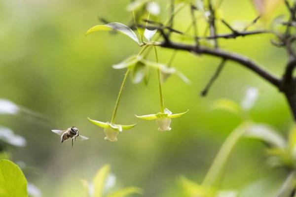 金弹子什么时候开花 金弹子不结果怎么办