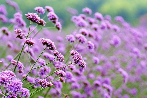 马鞭草图片大全 马鞭草花语及寓意