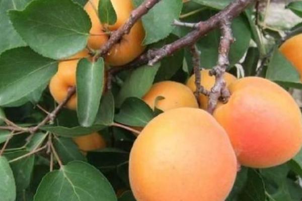 2018种杏树赚钱吗？杏树种植的利润与投资成本及前景预测