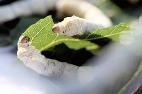 桑树种植和养蚕技术