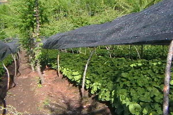 细辛种植技术 细辛种植时间及方法