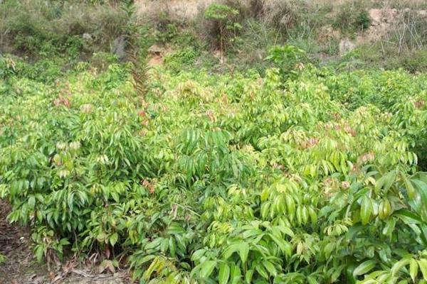 黄皮果树苗市场价格多少钱一棵 黄皮果树的种植方法