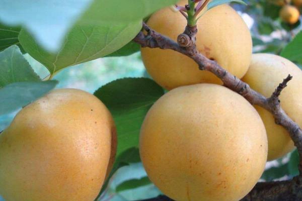 2018种杏树赚钱吗？杏树种植的利润与投资成本及前景预测