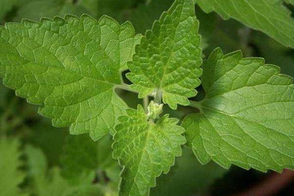 荆芥怎么种 荆芥种植时间和方法