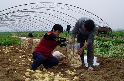 2017种植马铃薯的前景和市场价格行情