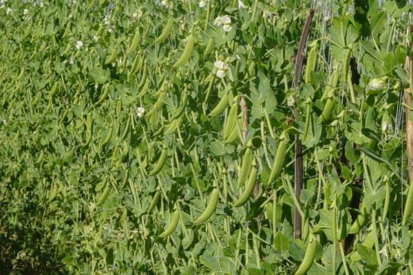 豌豆怎么种 豌豆种植技术与注意事项