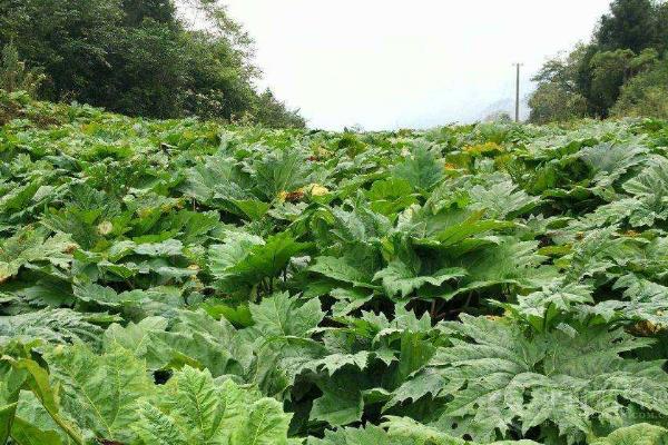 大黄种植技术与亩收入