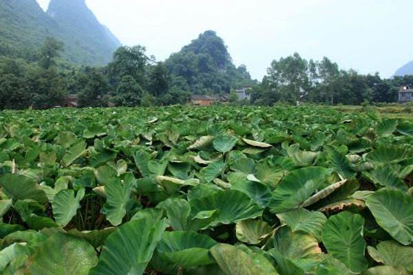 荔浦芋头科学种植技术