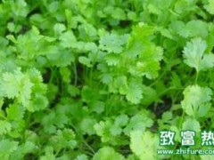 香菜日光温室栽培管理要点