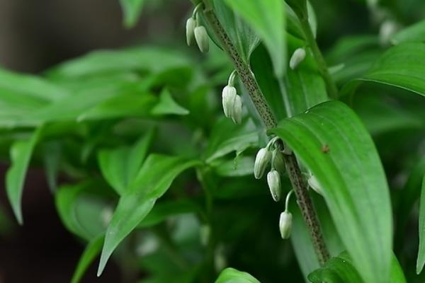 2018种黄精赚钱吗？黄精种植的利润与投资成本及前景预测