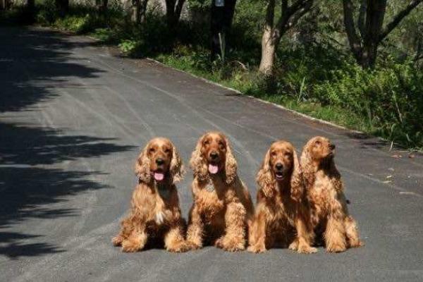 可卡犬市场价格多少钱一只 可卡犬为什么不值钱