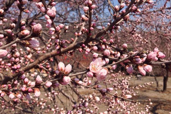 桃花图片大全 桃花花语及寓意 关于桃花的诗句有哪些